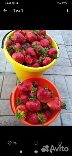 Рассада Клубника Азия,Хоней-40руб. Елизавета - 50р