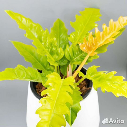 Филодендроны