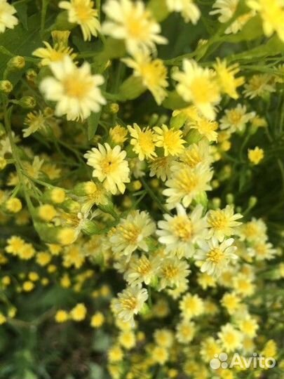 Продам эхиноцею