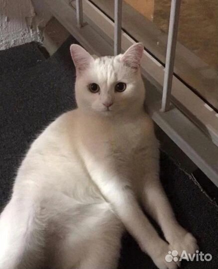 Кошки в добрые руки бесплатно