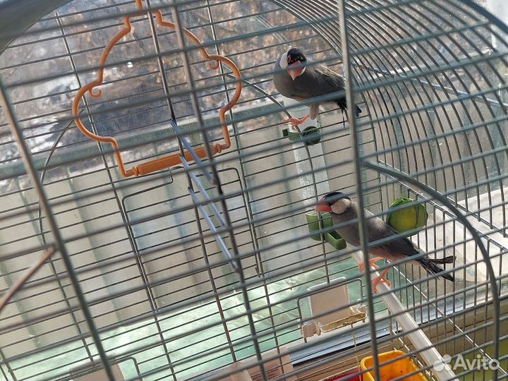 Амадины рисовки