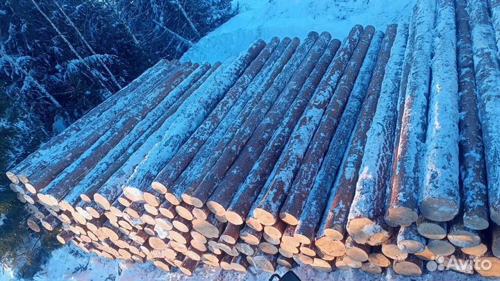 Пиловочник хвойный