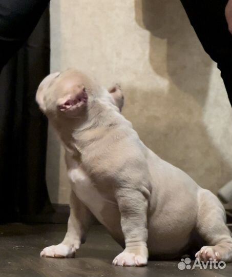 Американские булли, лиловые мальчики, покет