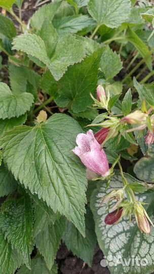 Многолетники