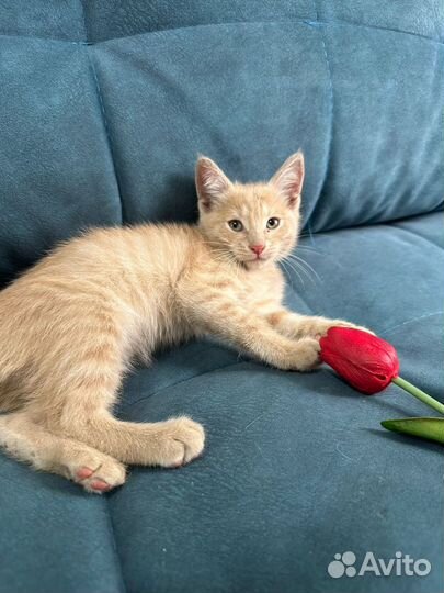 Котенок малыш