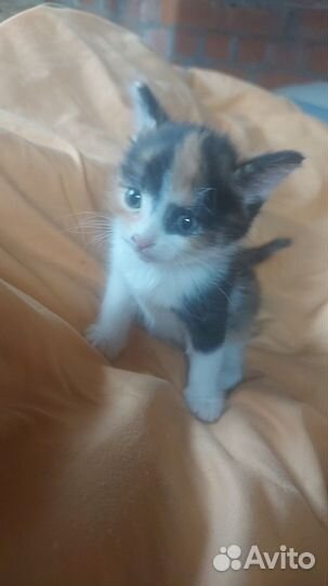 Котенок (кошка)