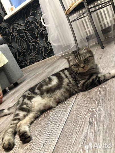 Котята Шотландской породы