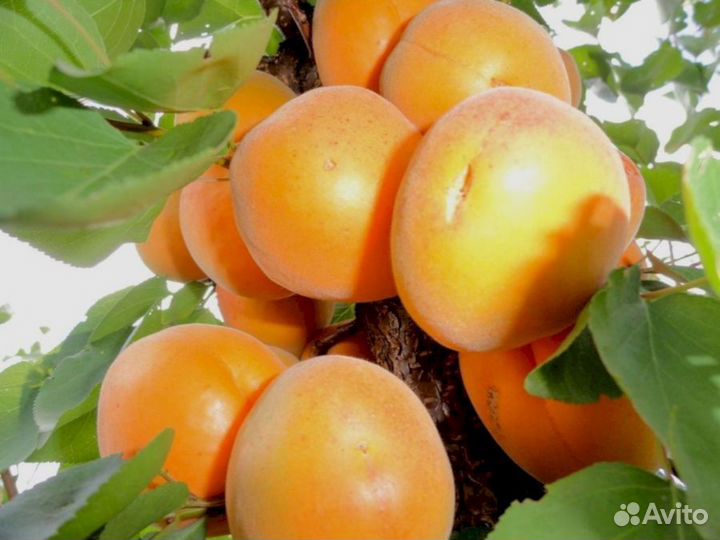 Саженцы абрикос Десертный