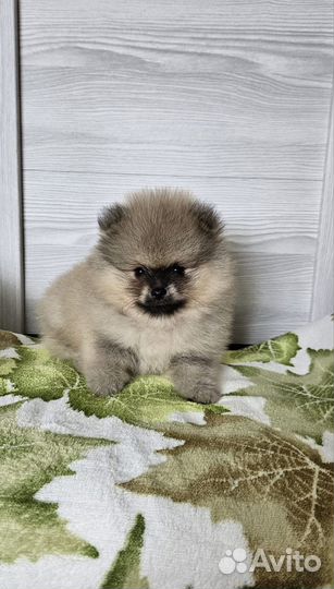 Щенки породы шпиц