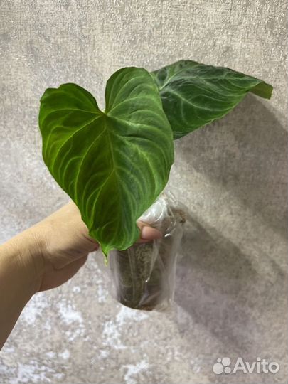 Форма 2 Веррукозум