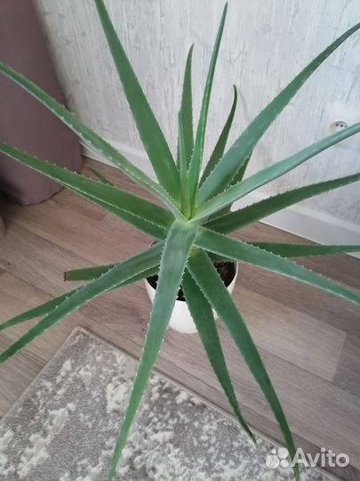 Алоэ столетник лечебный