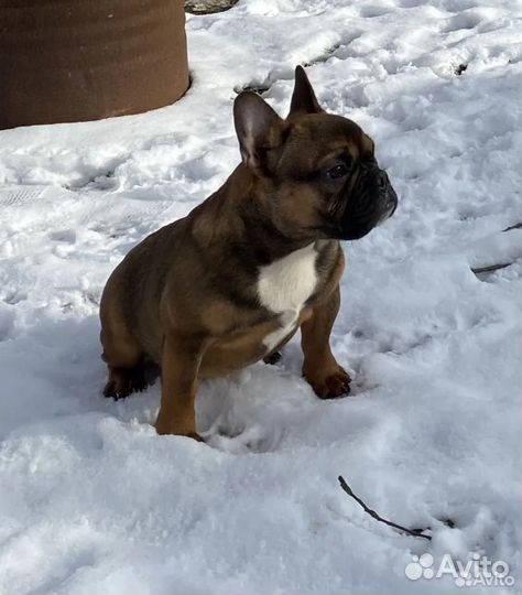 Французский бульдог