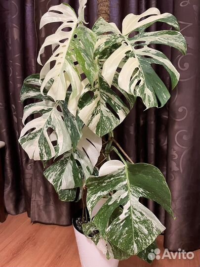 Монстера вариегатная альба