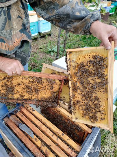 Пчелопакеты Бакфаст