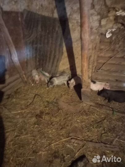 Вьетнамск вислобрюхий поросенок