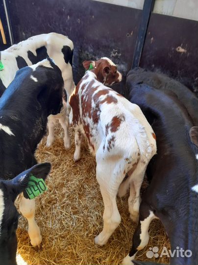 Телята доставка