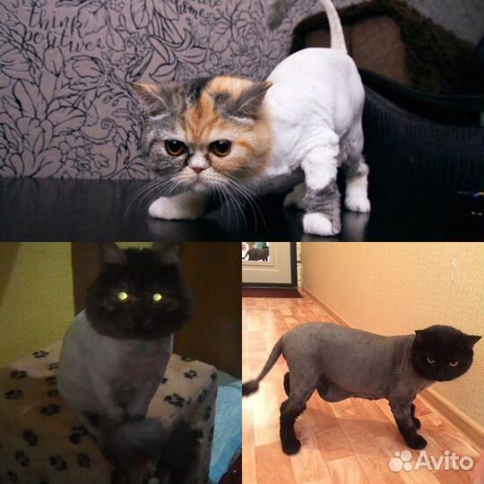 Груминг(стрижка) кошек. Выезд на дом