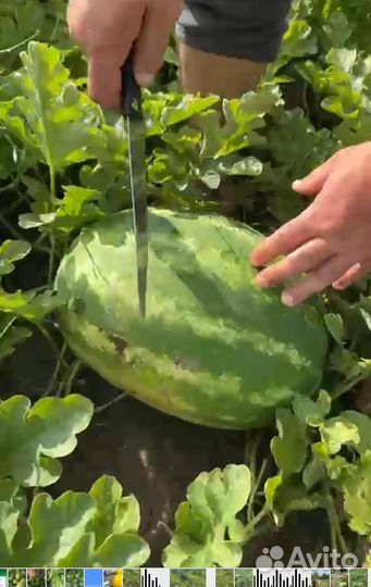 Арбуз оптом Каристан