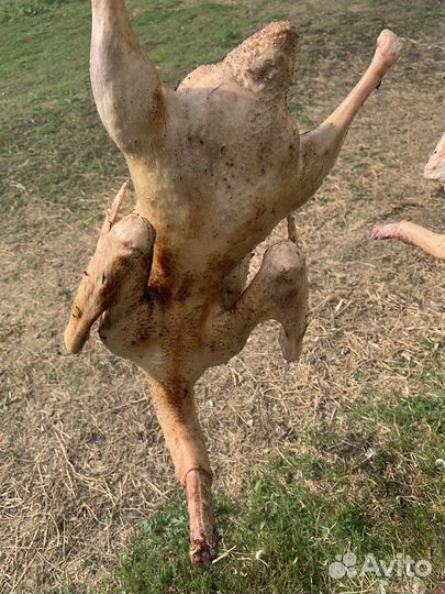 Тушки гуся, мясо гуся