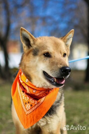 Хороший мальчик Феникс может стать лучшим другом