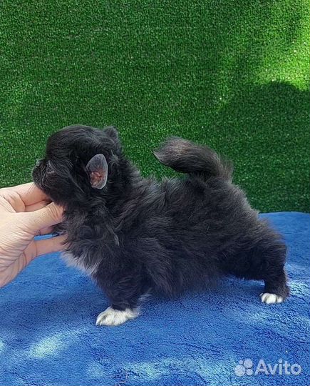 Девочка чихуа черная беби фейс