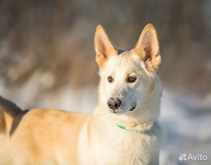 Собака в дар в добрые руки