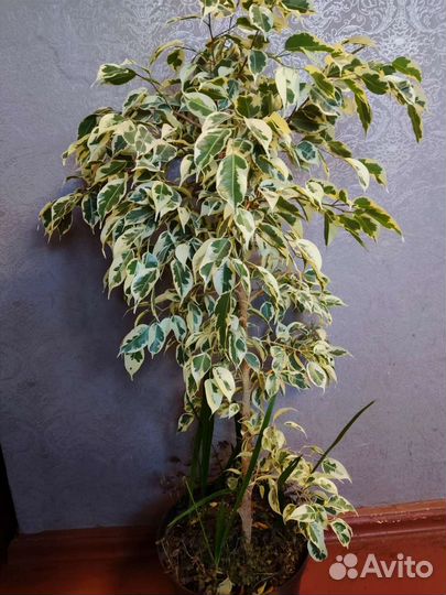 Фикус бенджамина старлайт большой