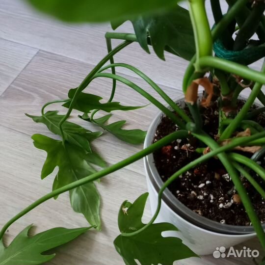 Филодендрон