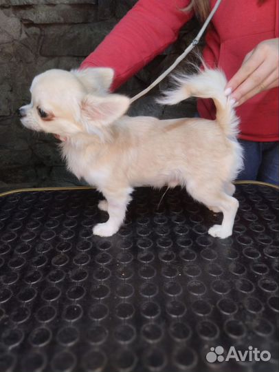 Вязка собак чихуахуа