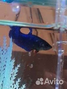 Рыбки Петушок, самки