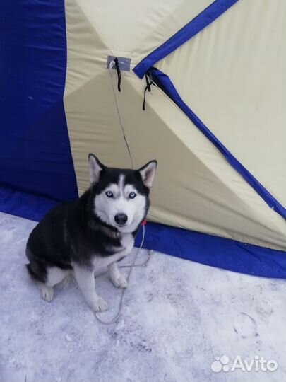 Палатка зимняя