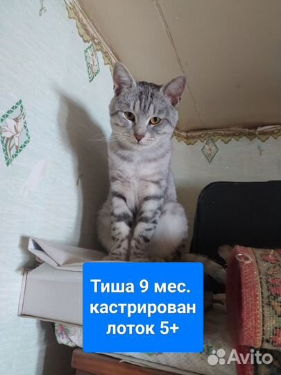 Прекрасный Тишка, 9 мес кастрирован, отличный кот