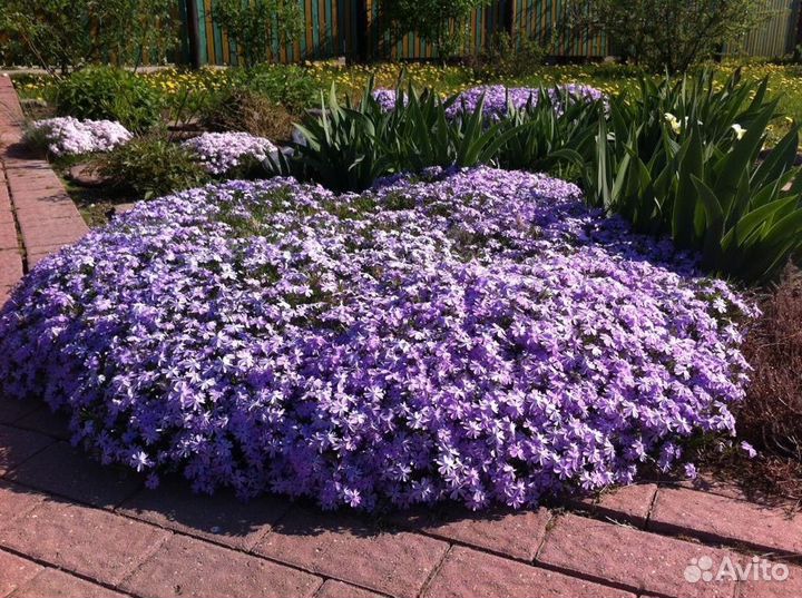 Рассада многолетников