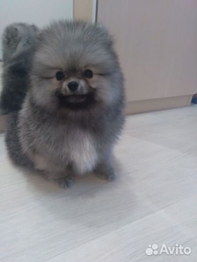 Померанский шпиц медвежьего типа