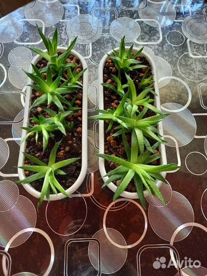 Толстянка(денежное дерево), алоэ