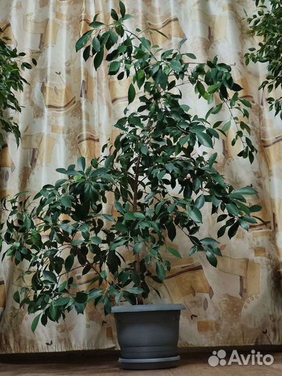 Фикус бенджамина большой