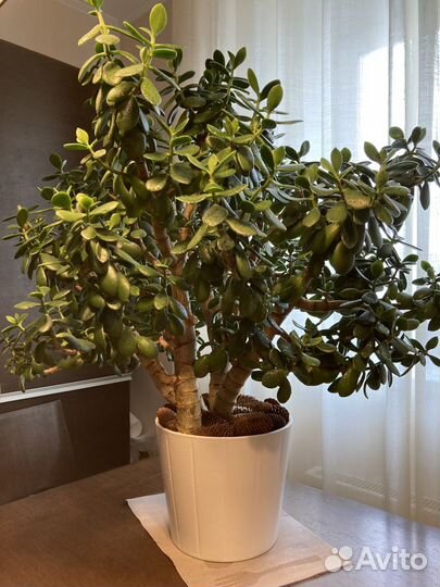 Денежное дерево (толстянка ) - 10 лет