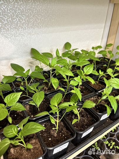Рассада перца сладкого