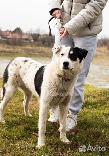 Бимка черное ухо