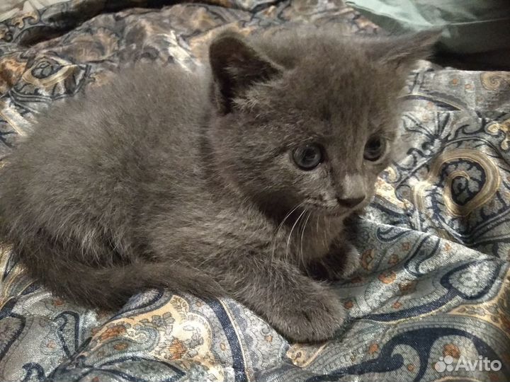 Отдам котёнка