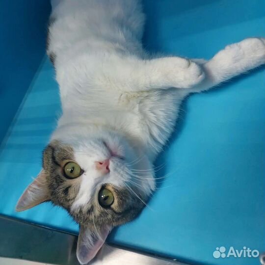 Котенок Плюша ищет дом