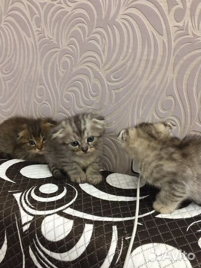 Шотландские котята