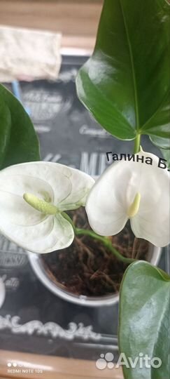 Антуриум Наморе бронь