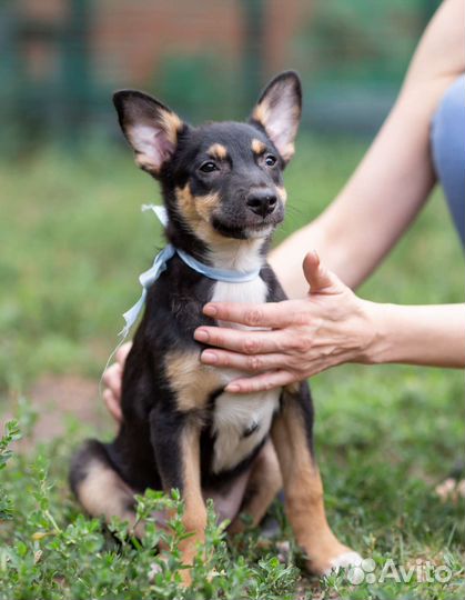 Щенок кобель 3,5мес. в добрые руки