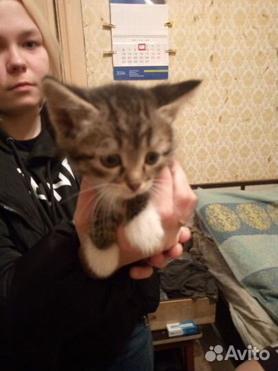 Кошка