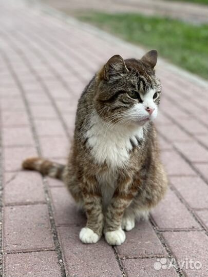 Потерял семью, будет вам верным другом