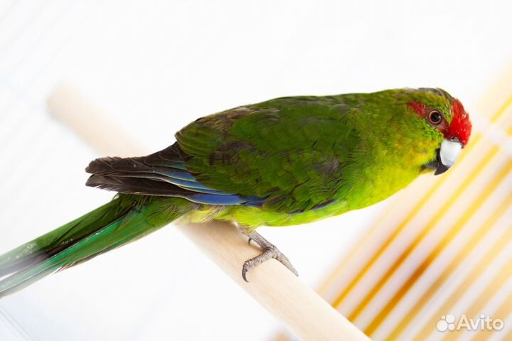 Какарик зеленый птенцы