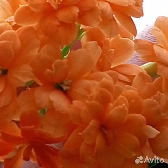 Каланхое цветущий