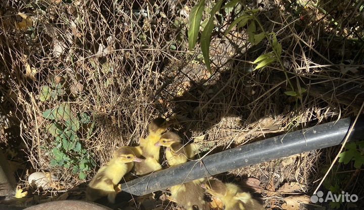 Индоутята суточные