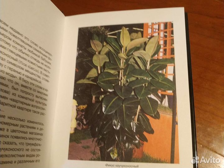 Книга Фикусы ае Курлович